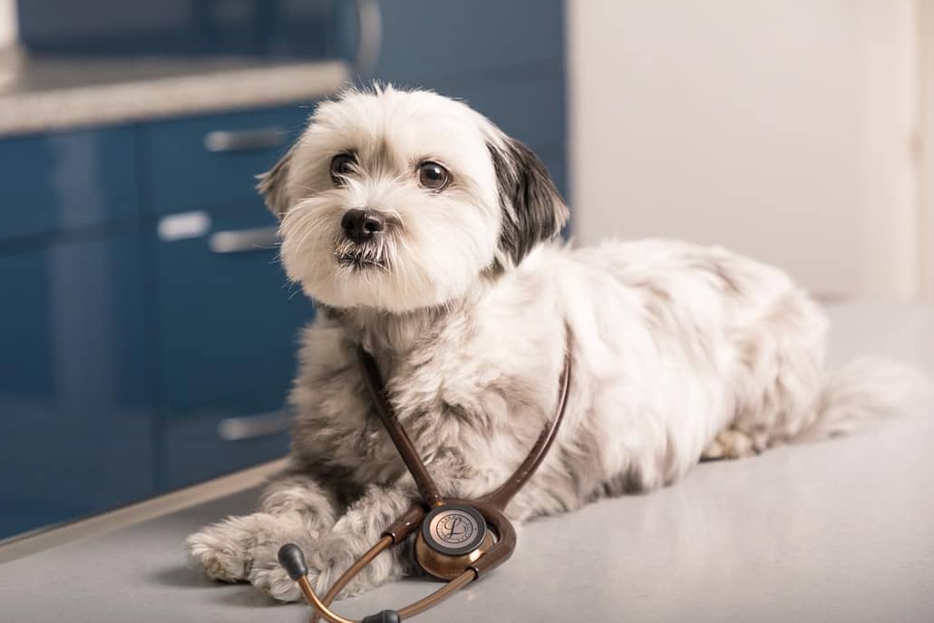Hund mit auf dem Behandlungstisch mit Stethoskop um den Hals