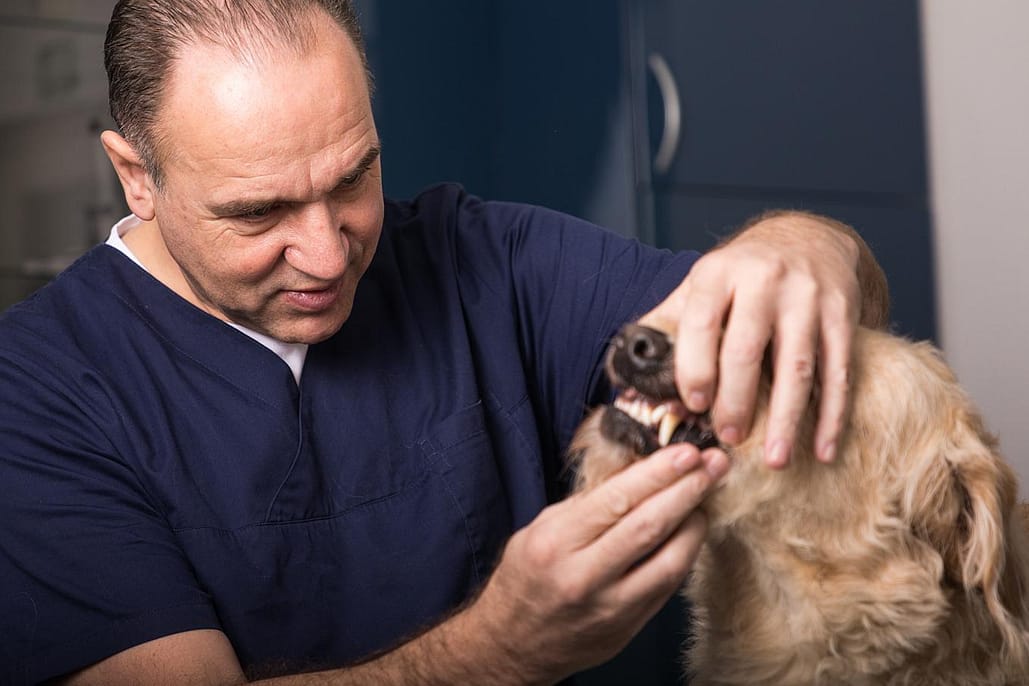 Dr Wilmering mit Hund während einer Zahnuntersuchung